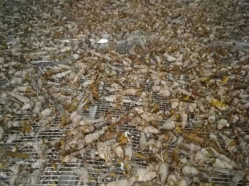 ����Ұ��ʯ����ɻ���Ŀ