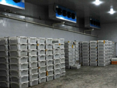 ������������������ʪ���� 